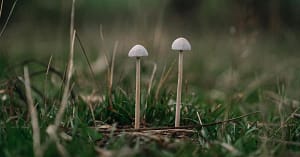 Are psychedelics safe